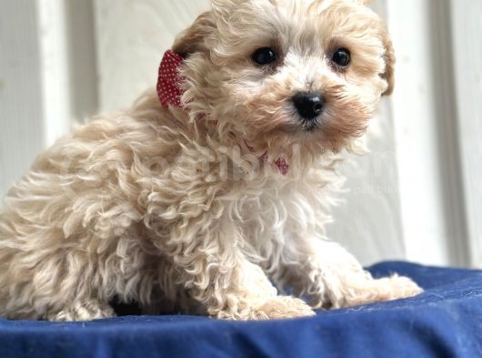 Maltipoo Yavruları Bursa Köpek Okulu görsel