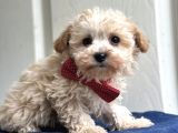 Maltipoo Yavruları Bursa Köpek Okulu