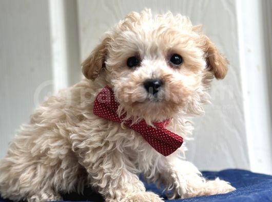 Maltipoo Yavruları Bursa Köpek Okulu görsel