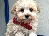Maltipoo Yavruları Bursa Köpek okulu
