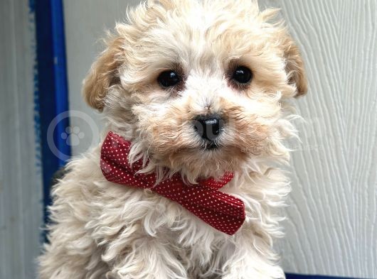 Maltipoo Yavruları Bursa Köpek Okulu