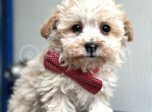 Maltipoo Yavruları Bursa Köpek Okulu görsel
