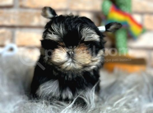 tea Cup Morkie Erkek Yavru