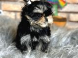 Tea Cup Morkie Erkek Yavru