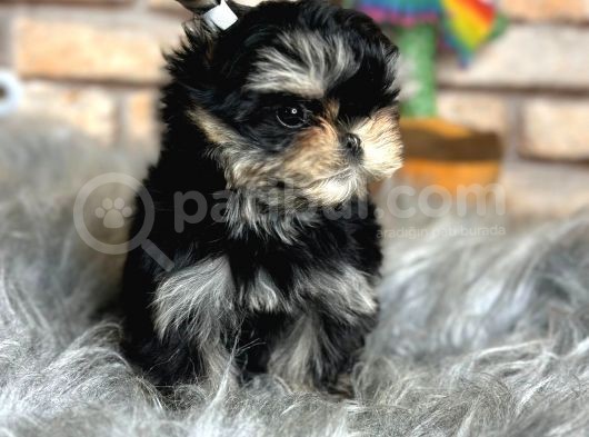 Tea Cup Morkie Erkek Yavru görsel