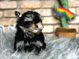Tea Cup Morkie Erkek Yavru