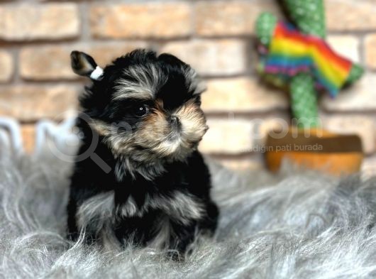 Tea Cup Morkie Erkek Yavru görsel