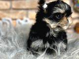 Tea Cup Morkie Erkek Yavru