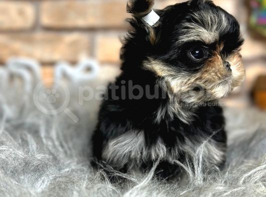 Tea Cup Morkie Erkek Yavru görsel