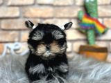 Tea Cup Morkie Erkek Yavru
