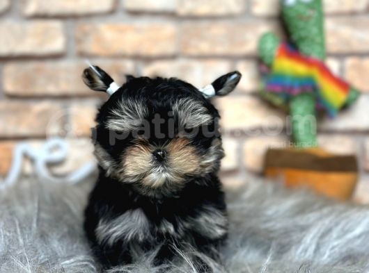 Tea Cup Morkie Erkek Yavru görsel