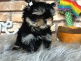 Tea Cup Morkie Erkek Yavru