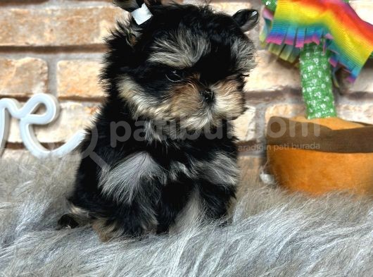 Tea Cup Morkie Erkek Yavru görsel