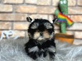 Tea Cup Morkie Erkek Yavru