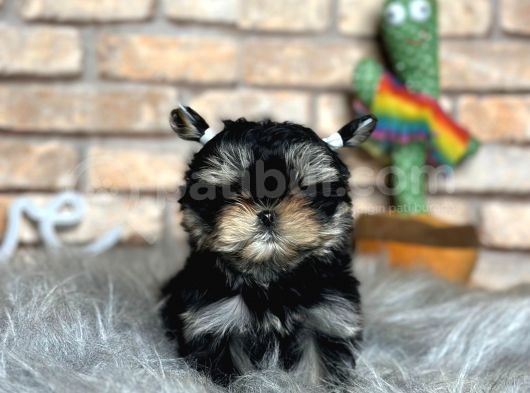 Tea Cup Morkie Erkek Yavru görsel