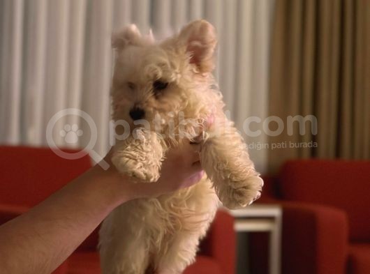 Korean Maltese 10 Haftalık Teacup görsel