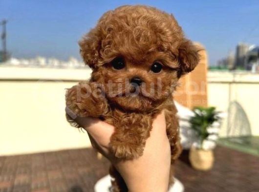 Tooy Poodle Yavrumuz 