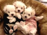 Ailelere Uygun Teacup Maltese Bebeklerim