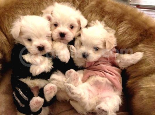 Ailelere Uygun Teacup Maltese Bebeklerim