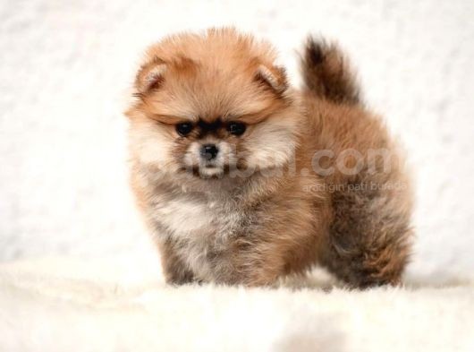POMERRİAN BOO AYI SURATLI 