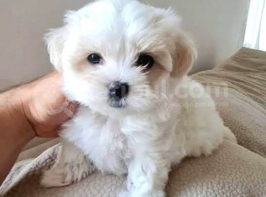 A Kalite Maltese Terrier Yavrularımız görsel