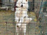 Çok Acil Samoyed