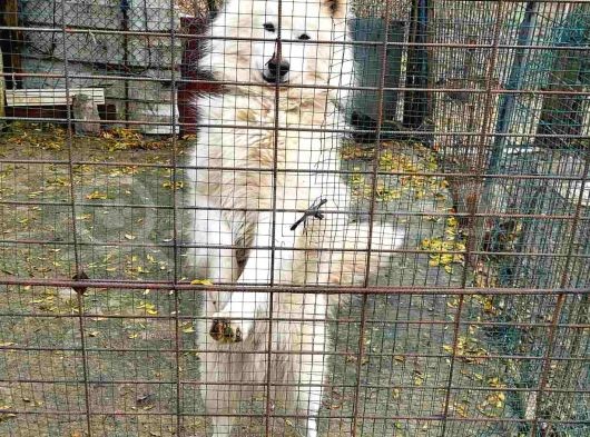 Çok Acil Samoyed