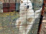 Çok Acil Samoyed