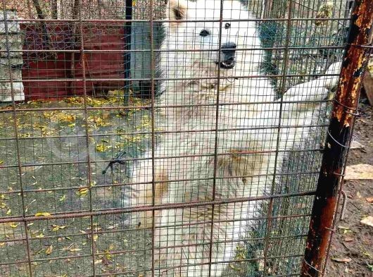 Çok Acil Samoyed görsel