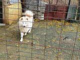 Çok Acil Samoyed