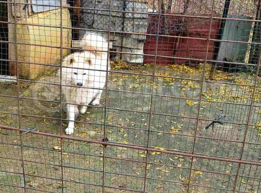 Çok Acil Samoyed görsel