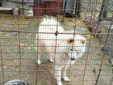 Çok Acil Samoyed