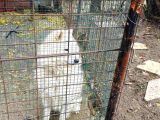 Çok Acil Samoyed