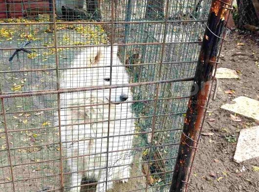 Çok Acil Samoyed görsel