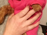 3 Aylık Dişi Maltipoo