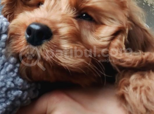3 Aylık Dişi Maltipoo görsel