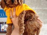 3 Aylık Dişi Maltipoo