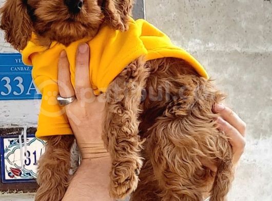3 Aylık Dişi Maltipoo görsel