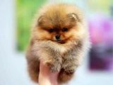 POMERRİAN BOO AYI SURATLI 