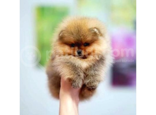 Pomerri̇an Boo Ayi Suratli 