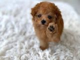 TOOY POODLE YAVRUMUZ 