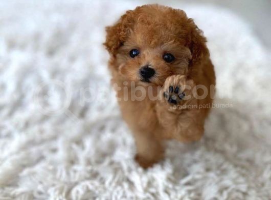 Tooy Poodle Yavrumuz 