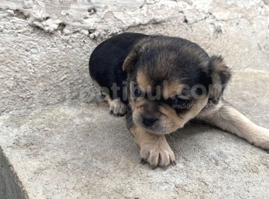 Sadece Erkek Kaldı Nadir Renk Şivavalar görsel