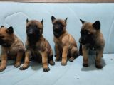 KUZEYPUPPİES GARANTİSİYLE ROTTWEİLER YAVRULARI