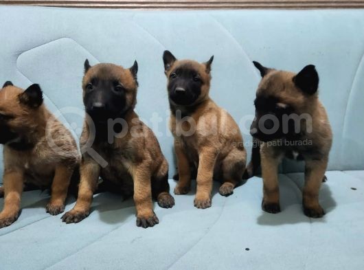 Kuzeypuppi̇es Garanti̇si̇yle Rottwei̇ler Yavrulari
