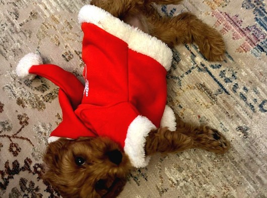 3 Aylık Dişi Maltipoo görsel