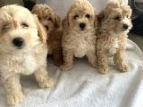 KIVIRCIK MALTİPOO YAVRULARI