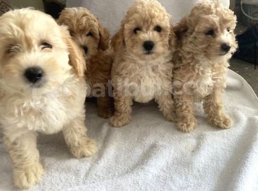 Kivircik Malti̇poo Yavrulari