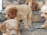 Kivircik Malti̇poo Yavrulari