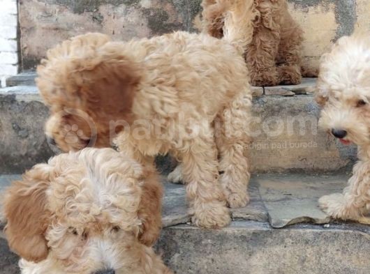 Kivircik Malti̇poo Yavrulari görsel